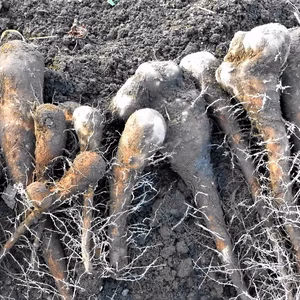 短形自然薯約500ｇ＊里芋1ｋ＊粘り元気セット～農薬/化学肥料・不使用