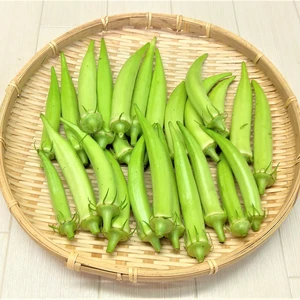 山口県伝統野菜「白オクラ」　農薬不使用（無農薬）栽培