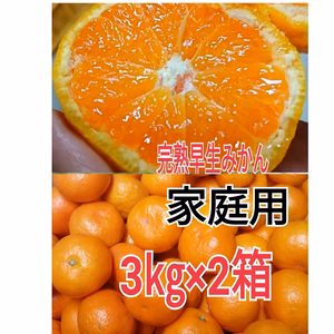 [訳あり」お家用！完熟早生3kg（箱込み）×2箱木成り本場有田みかん たっぷり