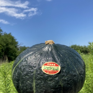 カボチャじぇじぇＪ〜10kg‼︎(5kg入りも追加しました！)