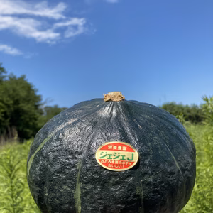 東北のホクホク系カボチャ、じぇじぇＪ〜‼︎