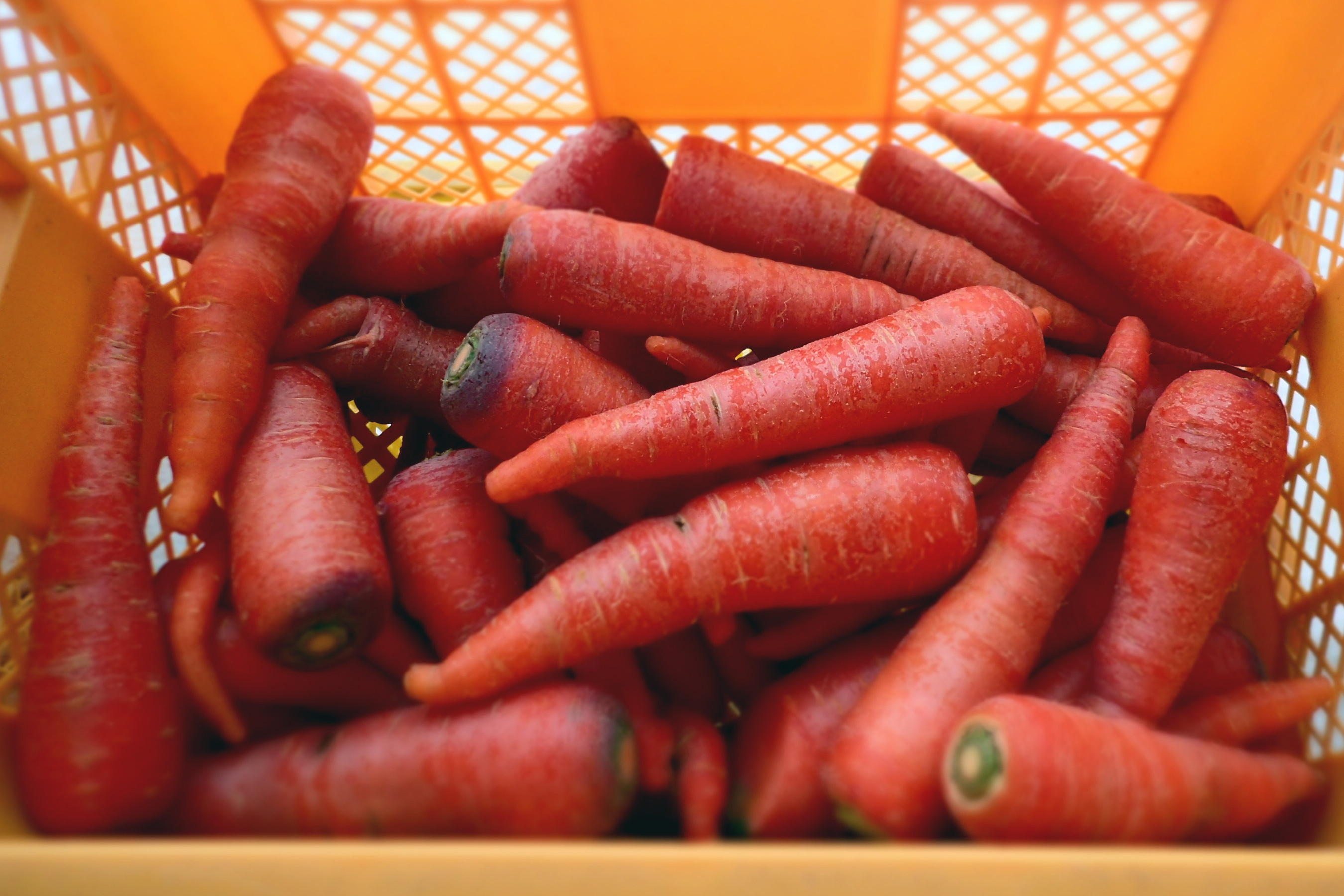 京くれない 越冬人参食べ比べ人参セット オランジェ おすすめは人参ジュース 農家漁師から産地直送の通販 ポケットマルシェ