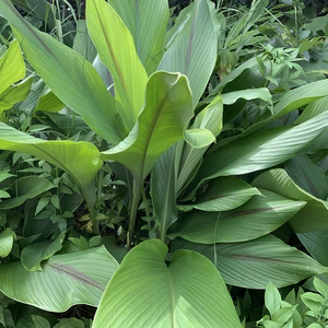 無農薬　紫ウコン