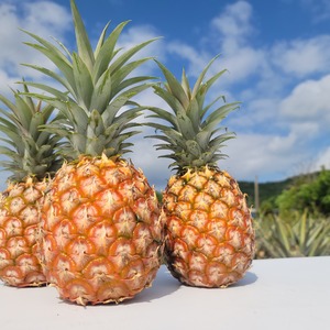 《極上パイナップル》石垣島産ピーチパイン