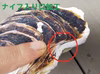 【レア】隠岐 ちぶり島の岩牡蠣　特大(650～800ｇ)