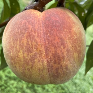 残りわずか！即日発送！ ゴールデンピーチ 約2kg～ 桃