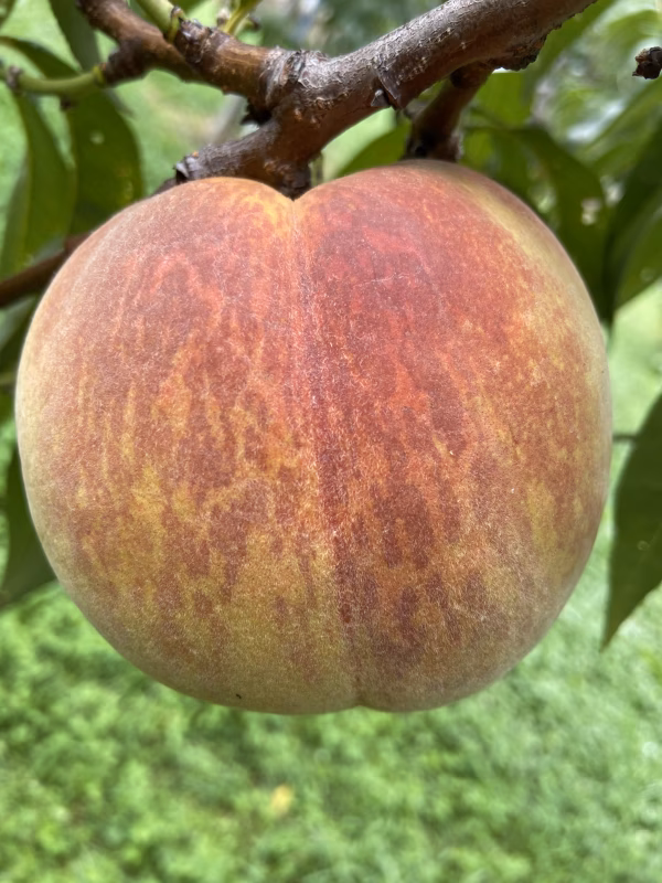 残りわずか！即日発送！ ゴールデンピーチ 約2kg～ 桃