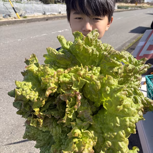 ふわふわ！農薬と肥料なしのサニーレタス！