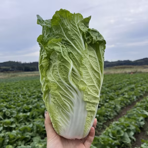 タイニーシュシュ（白菜）