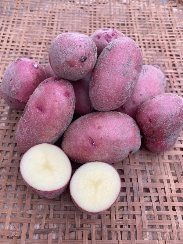 らるふるの新じゃがいも〈レッドムーン〉