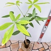 現物販売　②　パキラ　実生　希少　人気　観葉植物