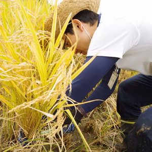 山形の美味しいお米「はえぬき」！稲刈り＆脱穀体験