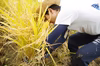 山形の美味しいお米「はえぬき」！稲刈り＆脱穀体験
