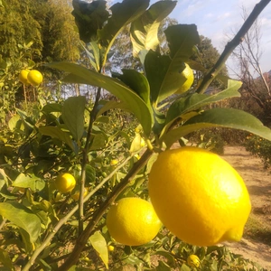 皮も使える広島県産レモン   小玉良品 2kg 約23個入