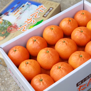 減農薬 種子島産タンカン 約5㎏ 24玉～30玉（2LまたはLサイズ）
