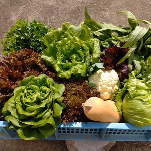 おまかせ 季節の野菜セット