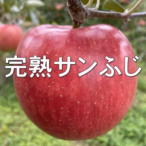 シャキシャキッ！完熟サンふじ 約5kg～ 信州りんご 