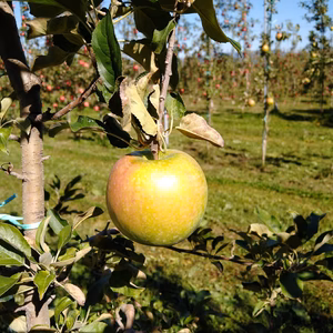 クッキングアップル【グラニースミス】家庭用