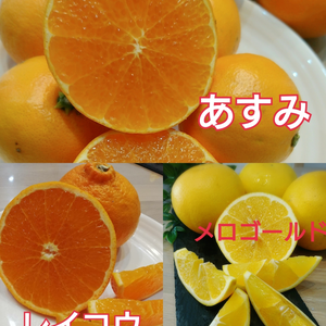 期間限定！【お家用】春柑橘【あすみ メロゴールド 麗紅】 3種類セット  