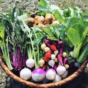 【自然栽培】力強く生きる！野菜セット　5〜7品目