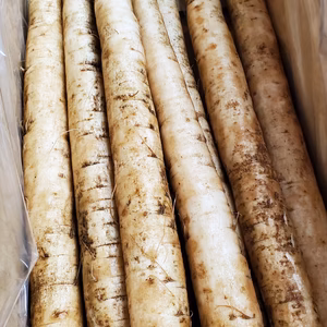 ⭐︎今日21時まで⭐︎瑞々しい極太洗いごぼう菊池市産