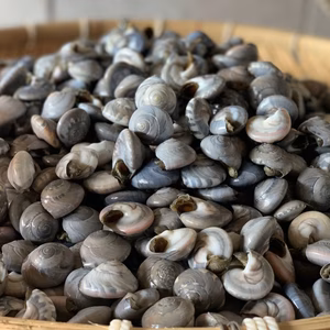 無くなり次第終了★幻の貝！九十九里名産 塩茹でながらみ1k入れ