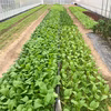 【自然栽培】旬のおまかせ野菜セット｜5～６品目★農薬・肥料不使用