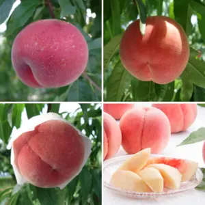 [7,8,9月3回定期便]福島 亀岡果樹園 旬の桃