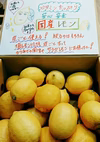 大人気❢【木熟】皮ごと使える国産ユーレカレモン1㎏〜9kg