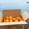  みかん　L 2L  無農薬　自然肥料　除草剤不使用　