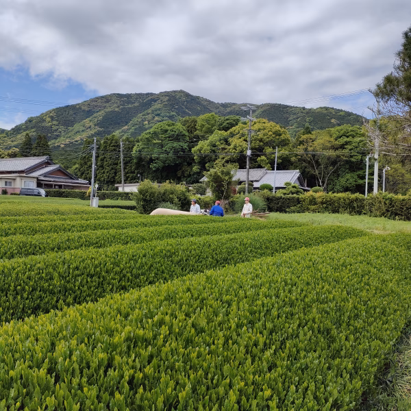 MINOgreentea