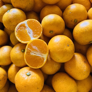 【ご家庭用】※減農薬・有機肥料使用　甘みと酸味のバランス抜群！浜名湖早生みかん 