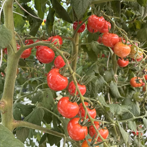 あかぐみ（プチぷよ）