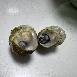 スガイ