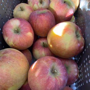 【数量限定】 北斗 昔ながらの甘〜いりんご 色むら等わけあり品