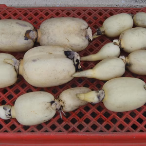 生命力あふれる木更津レンコン（詰め合わせ）２kg　初出荷！