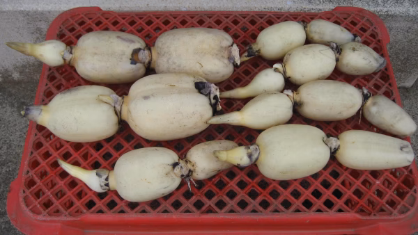 生命力あふれる木更津レンコン（詰め合わせ）２kg　初出荷！