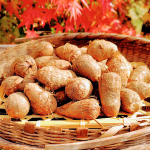 自然栽培　里芋（2kg）【冬限定商品】
