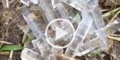 ホースの出産（おもしろ動画）