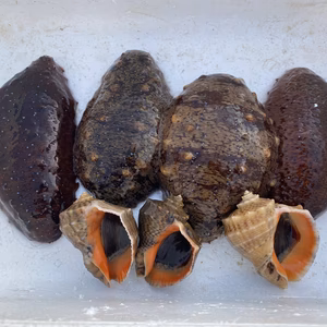 【お1人様限定】赤ナマコ4本とニシ貝3個のセット