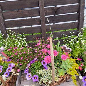 プレゼントに！花籠バスケット寄せ植えMサイズお任せ寄せ植え