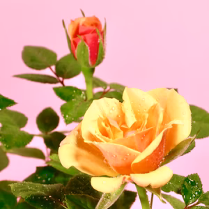 苔玉　ミニ薔薇(オレンジ)