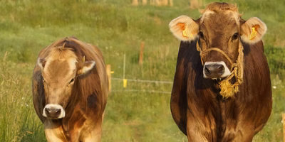相馬の殿様、広島に村を作る。原発事故7年で辿り着いた”共生する牧場”