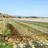 自然栽培　エシャレット　土、根付きの鮮度抜群500g 　農薬、肥料不使用