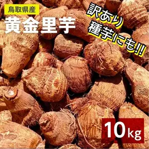 【訳あり】黄金里芋 大和芋 宅急便 10kg 5kg 3kg サトイモ 山芋