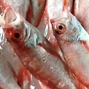 天然！ノドグロ(数限り有)プラス季節の鮮魚セット！