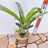 在庫販売　ブロメリア レオポルドホスティ レアネオレゲリア　希少　観葉植物