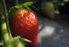 ☆今期出始め☆ 自宅の湧水で育てたイチゴ - さがほのか500g