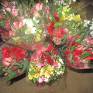 長野産アルストロメリア、和の花ミックス40本多彩色