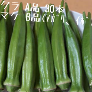 朝採りオクラ 30本 